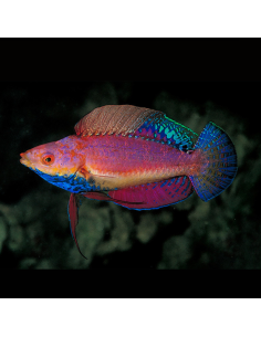 CIRRHILABRUS CYANOGULARIS