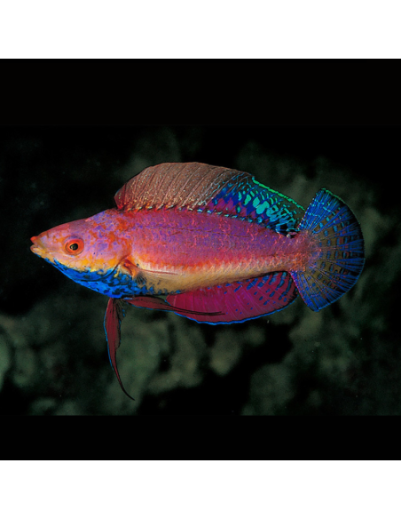 CIRRHILABRUS CYANOGULARIS
