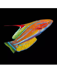 PARACHEILINUS FLAVIANALIS