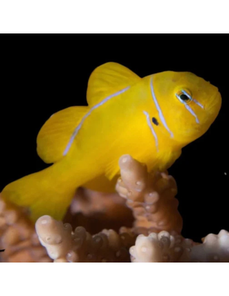 GOBIODON CITRINUS