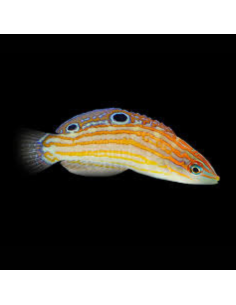 HALICHOERES COSMETUS