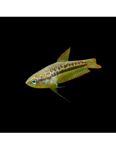 TRICHOPSIS PUMILA