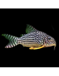 CORYDORAS STERBAI