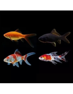 CARASSIUS AURATUS COMETE MIX