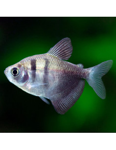 GYMNOCORYMBUS TERNETZI