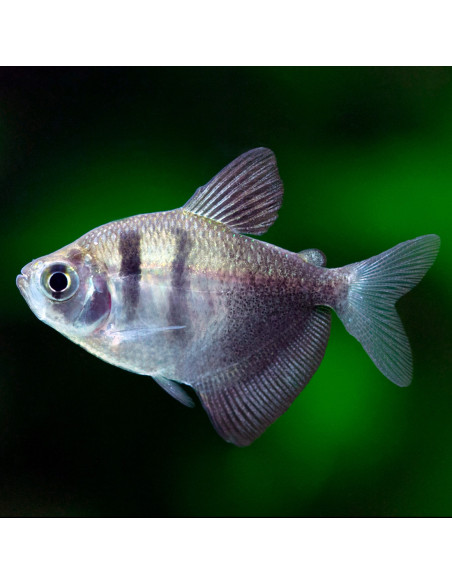 GYMNOCORYMBUS TERNETZI