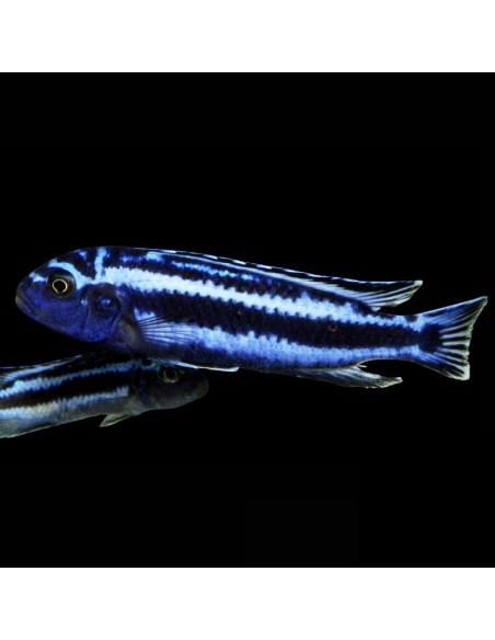 MELANOCHROMIS CYANEORHABDOS