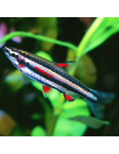 NANNOSTOMUS MARGINATUS
