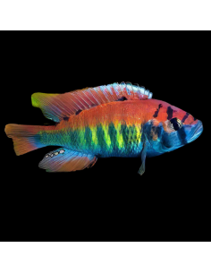 HAPLOCHROMIS AENOCOLOR