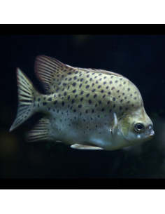 SCATOPHAGUS ARGUS