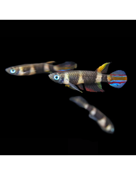 EPIPLATYS ANNULATUS