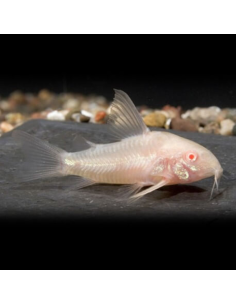 CORYDORAS PALEATUS ALBINOS