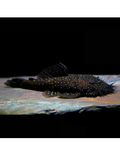 ANCISTRUS SP