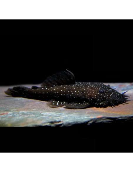 ANCISTRUS SP