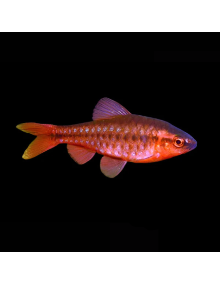 PUNTIUS TITTEYA