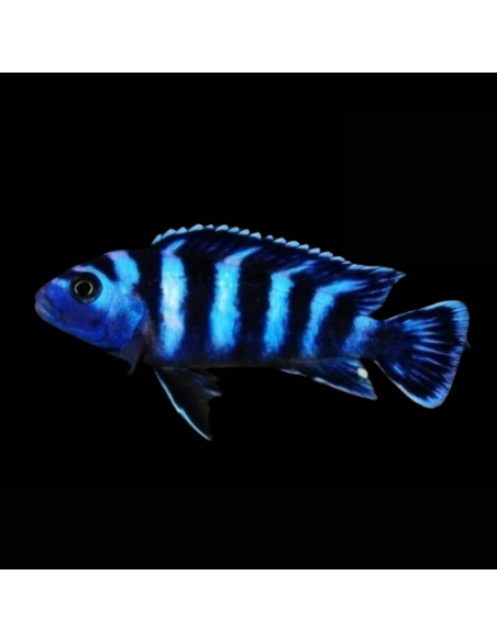PSEUDOTROPHEUS DEMASONI M