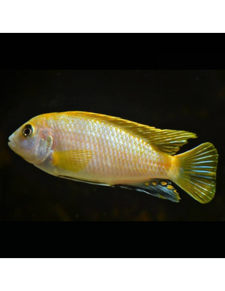 LABIDOCHROMIS PERLMUTT