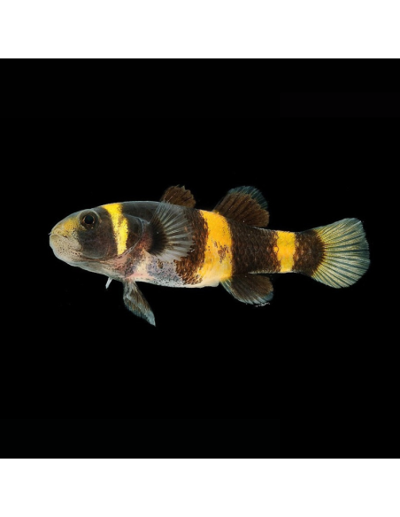 BRACHYGOBIUS DORIAE