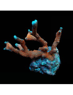 Montipora Digitata orange