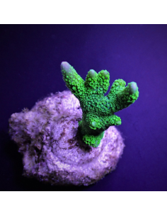Montipora Digitata vert