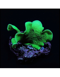 pavona cactus