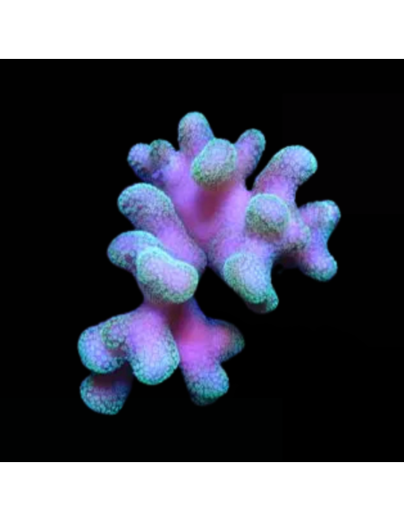 Stylophora Rose polypes vert