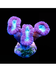 Caulastrea Curvata