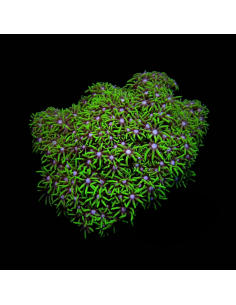 BRIAERUM SPP GREEN M