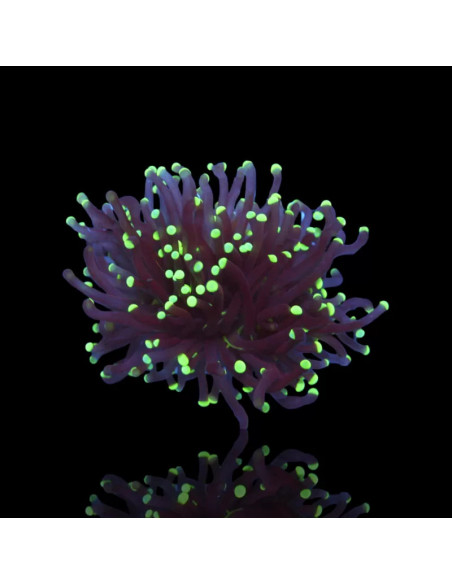 Euphyllia black torch