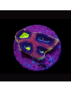 Favia complanata (Dragon Soul)