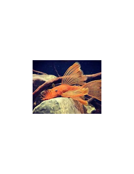ANCISTRUS SP SUPER RED LONG FIN