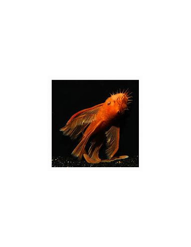 ANCISTRUS SP SUPER RED LONG FIN