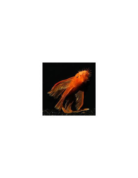 ANCISTRUS SP SUPER RED LONG FIN