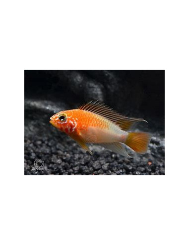 APISTOGRAMMA MACMASTERI GOLD RED