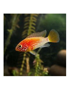 APISTOGRAMMA MACMASTERI GOLD RED