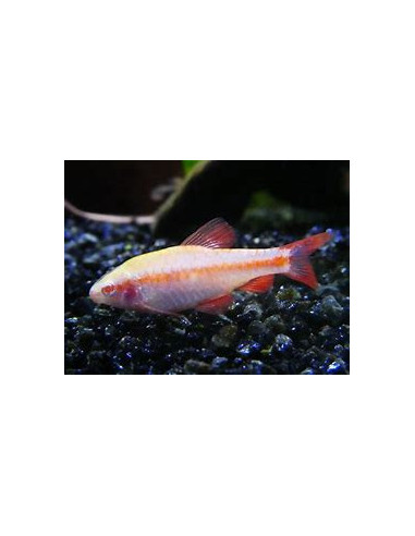 PUNTIUS TITTEYA albinos