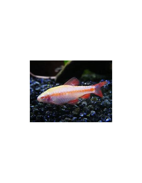 PUNTIUS TITTEYA albinos