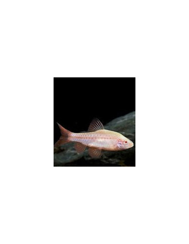 PUNTIUS TITTEYA albinos