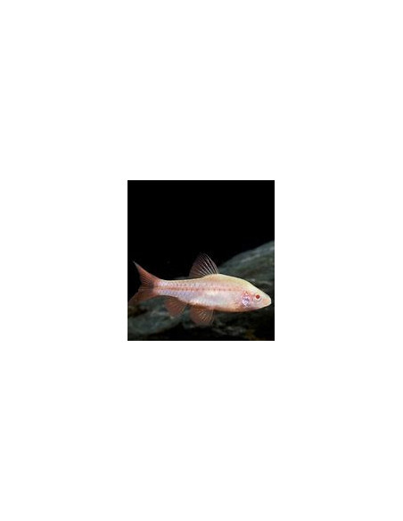 PUNTIUS TITTEYA albinos