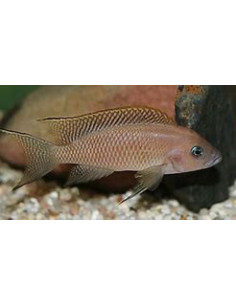 LAMPROLOGUS WALTERI