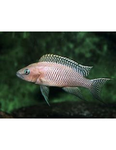 LAMPROLOGUS WALTERI