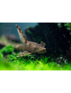 STURISOMA PANAMENSE 10/12 cm