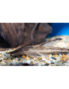 STURISOMA PANAMENSE 10/12 cm
