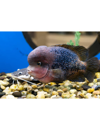 VIEJA SYNSPILUM BLUE SPOTTED