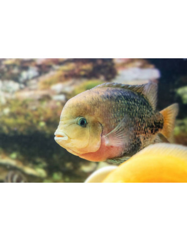 VIEJA SYNSPILUM BLUE SPOTTED