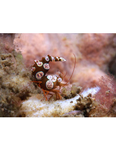 THOR AMBOINENSIS
