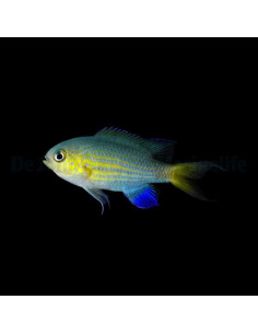 CHROMIS VANDERBILTI