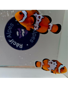 Amphiprion ocellaris Snowflake bullet hole