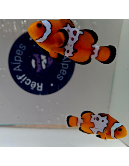 Amphiprion ocellaris Snowflake bullet hole
