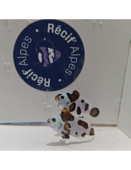 Amphiprion ocellaris Mocha Storm